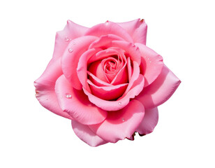 pink rose isolated on white