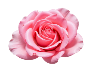 pink rose isolated on white