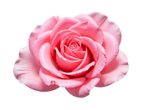 pink rose isolated on white