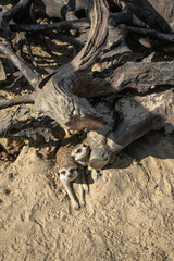 A photo of two cute meerkats posing with their paws stretched out to bask in the sun. They stand in a relaxed pose, enjoying the warm sunlight gently illuminating their fur
