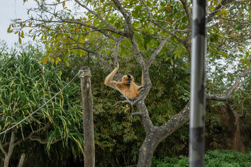 A photo of wild monkeys playfully swinging on ropes, full of energy and joy. Their lively movements create a dynamic scene, as they leap and swing, enjoying their playful moments in the wild