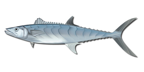 Kingfish Mackerel Indonesian Fish