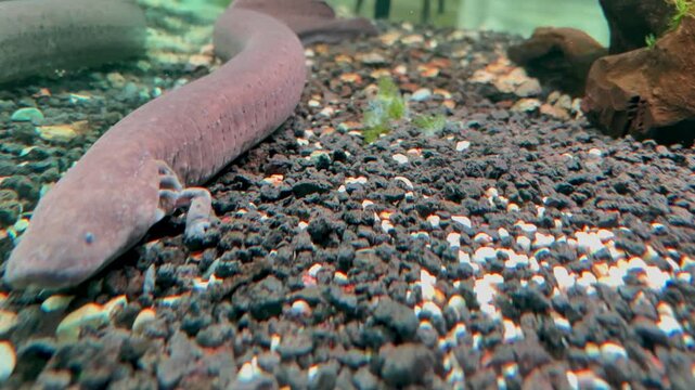 Sea animal (Amphiumas) resting peacefully on the aquarium floor, surrounded by a serene aquatic environment. Perfect for marine life, underwater themes, and showcasing the beauty of ocean creatures