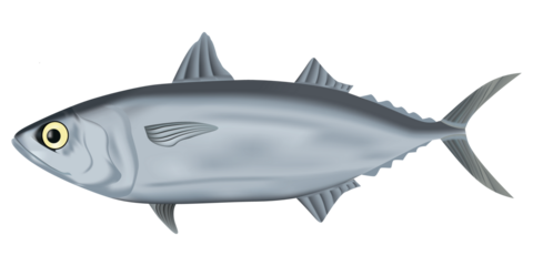 Rastrelliger Kanagurta Indonesian Fish