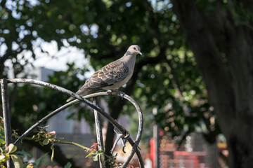 A beautiful Oriental turtle dove. (Streptopelia orientalis)