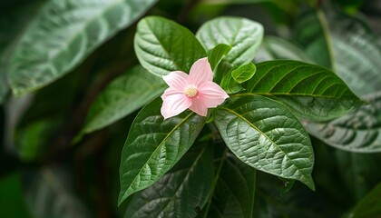Pink flowers blooming in the garden with green leaves and sunlight.