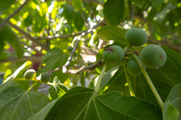 White fig tree, fruits and leaves in the garden in Baku