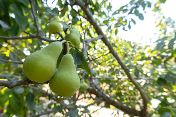 Pear tree, fruits and leaves in the garden in Baku