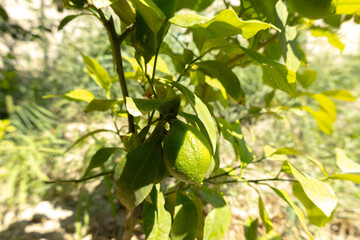 Lemon tree, fruits and leaves in a garden in Baku