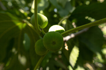 White fig tree, fruits and leaves in the garden in Baku