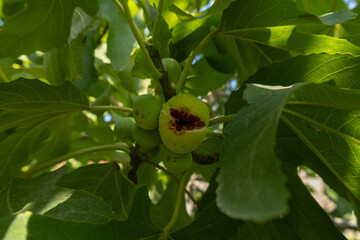White fig tree, fruits and leaves in the garden in Baku