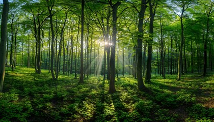 Obraz premium Sunrise in the green forest at spring time. Natural landscape.