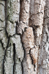 natural background texture tree bark close-up