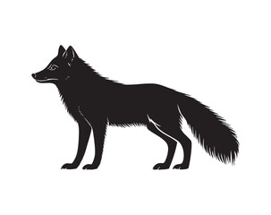 A black fox is standing on a white background