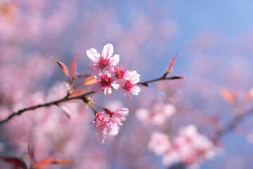 Blooming Wild Himalayan Cherry Blossom