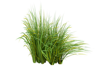 green grass isolated on white