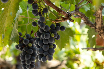 Black grape tree, fruits and leaves in the garden in Baku