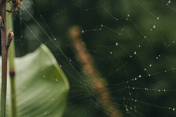 Toile d'araignée avec rosée