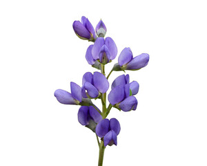 Baptisia australis - Blue Wild Indigo Purple Native North American Wildflower Isolated 