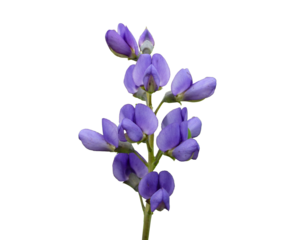 Baptisia australis - Blue Wild Indigo Purple Native North American Wildflower Isolated 