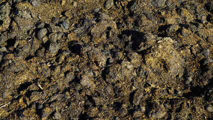Authentic close-up photographs of horse manure in garden environment. Natural textures and patterns captured in various stages. Documentary-style shots without filters or enhancements.