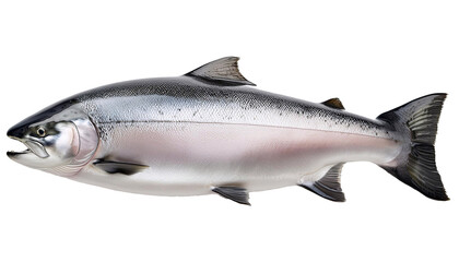 Obraz premium Coho salmon isolated on transparent background showing fins and scales
