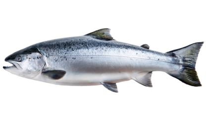 Fresh atlantic salmon isolated on transparent background, perfect for food photography
