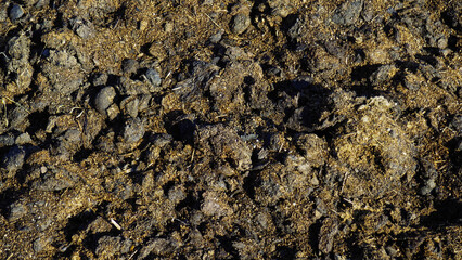 Authentic close-up photographs of horse manure in garden environment. Natural textures and patterns captured in various stages. Documentary-style shots without filters or enhancements.