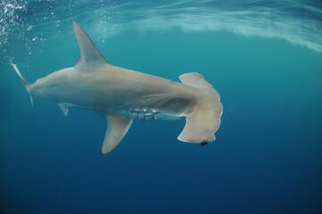 Scalloped Hammerhead Shark swimming