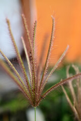 Flowers from half dried grass in front of the house