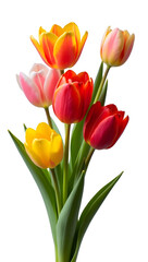 Obraz premium A bouquet of vibrant tulips in shades of red, yellow, and pink, isolated white background