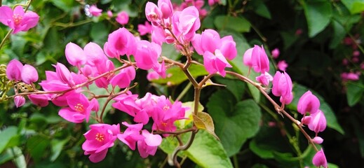 Antigonon leptopus pink flowers