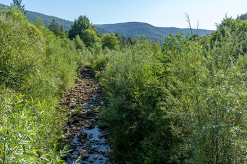 Mountain river. Flow of water over stones. River between green trees in summer