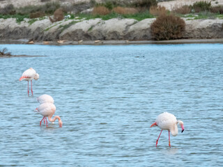 Flamingos in their natural habitat.