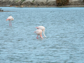 Flamingos in their natural habitat.