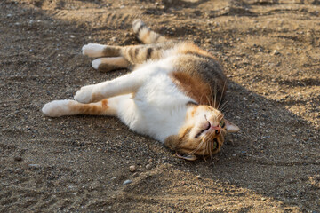 Fototapeta premium A wild tabby cat is on Oasis Beach