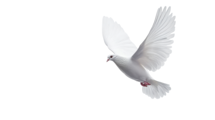A graceful white dove in mid-flight, symbolizing peace and freedom. transparent background