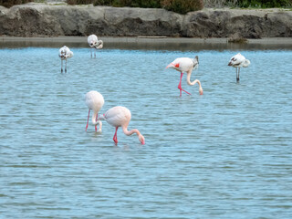 Naklejka premium Flamingos in their natural habitat.