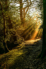 Naklejka premium Enchanting Winter Forest Path in England Illuminated by Golden Sunbeams Through Bare Trees