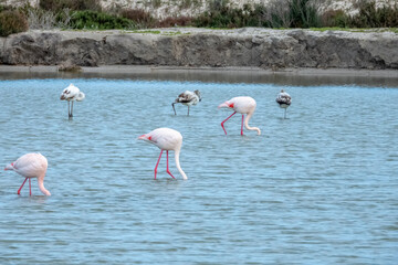 Flamingos in their natural habitat.