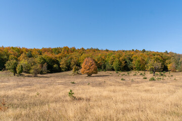 Solitary Tree in Autumn Forest Landscape