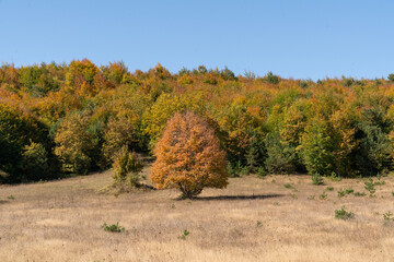 Solitary Tree in Autumn Forest Landscape