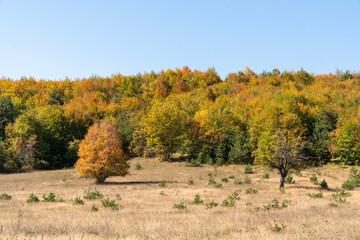 Solitary Tree in Autumn Forest Landscape