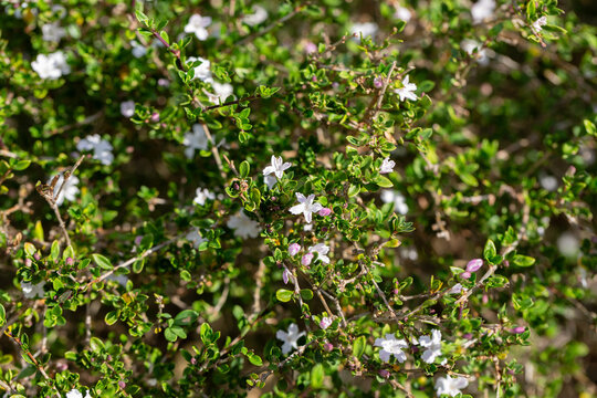 The Serissa japonica, or tree of a thousand stars, is an evergreen flowering shrub native to the tropical woodlands of Southeast Asia. Small white flowers on a bush in the garden, close-up.
