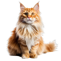 Obraz premium long hair siting cat isolated on transparent background