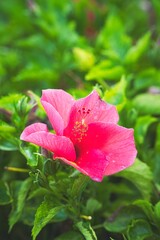 pink rose with water drops