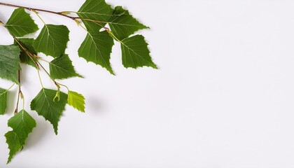 green leaves on white background