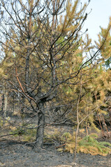 Burnt trunk of a young pine tree as a result of forest fires.