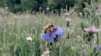 bee collecting pollen from a flower