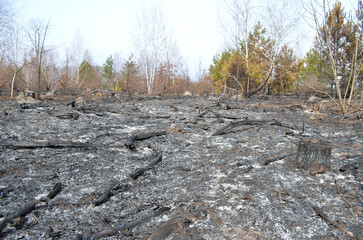 Scorched and devastated land after a fire, ashes and charred branches. Damage to the environment caused by forest fires.